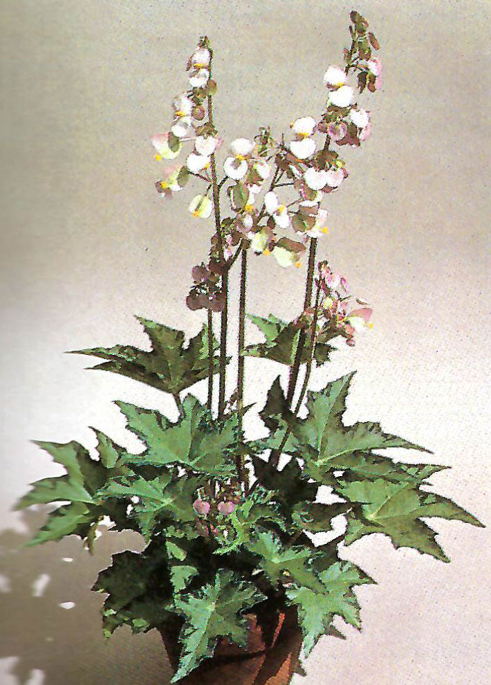 B. ‘Oizumi’